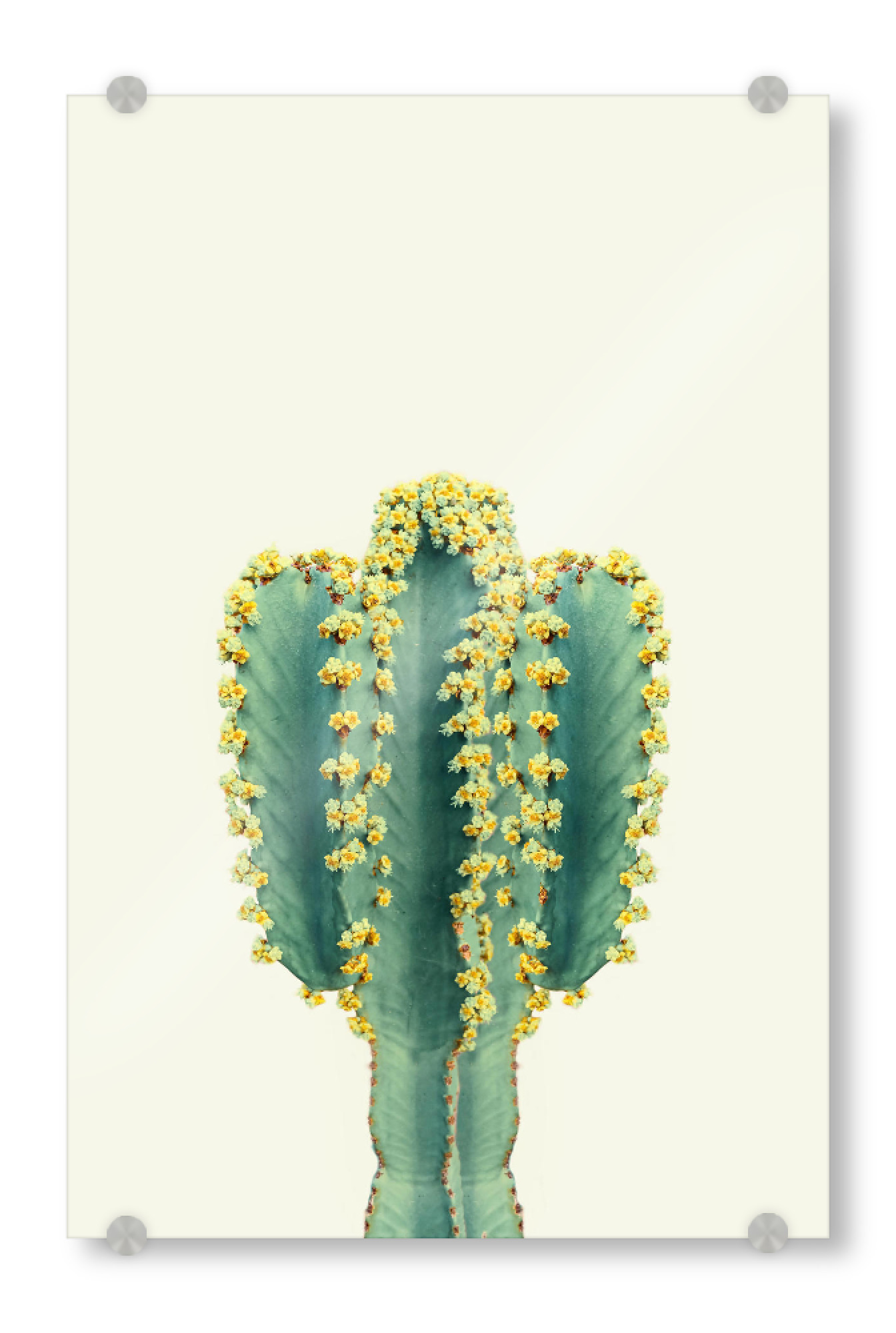 Acrylglasbild "Mexican Cactus" artboxONE - Natur,Reise,Reise / Länder