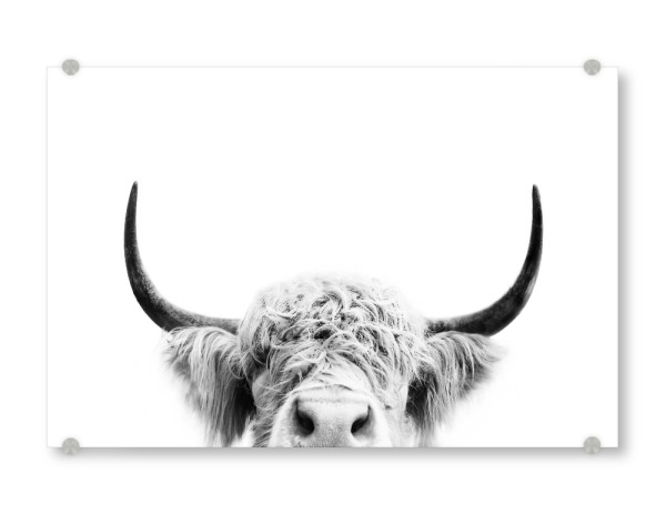 Acrylglasbild "Peeking Cow BW" artboxONE - Tiere,Schwarzweiß