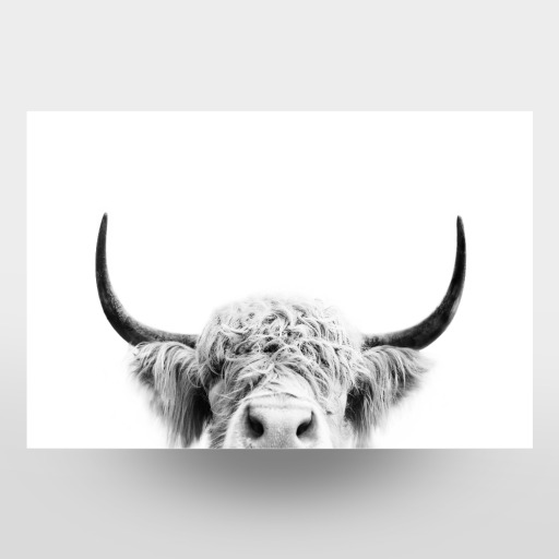 Peeking Cow BW