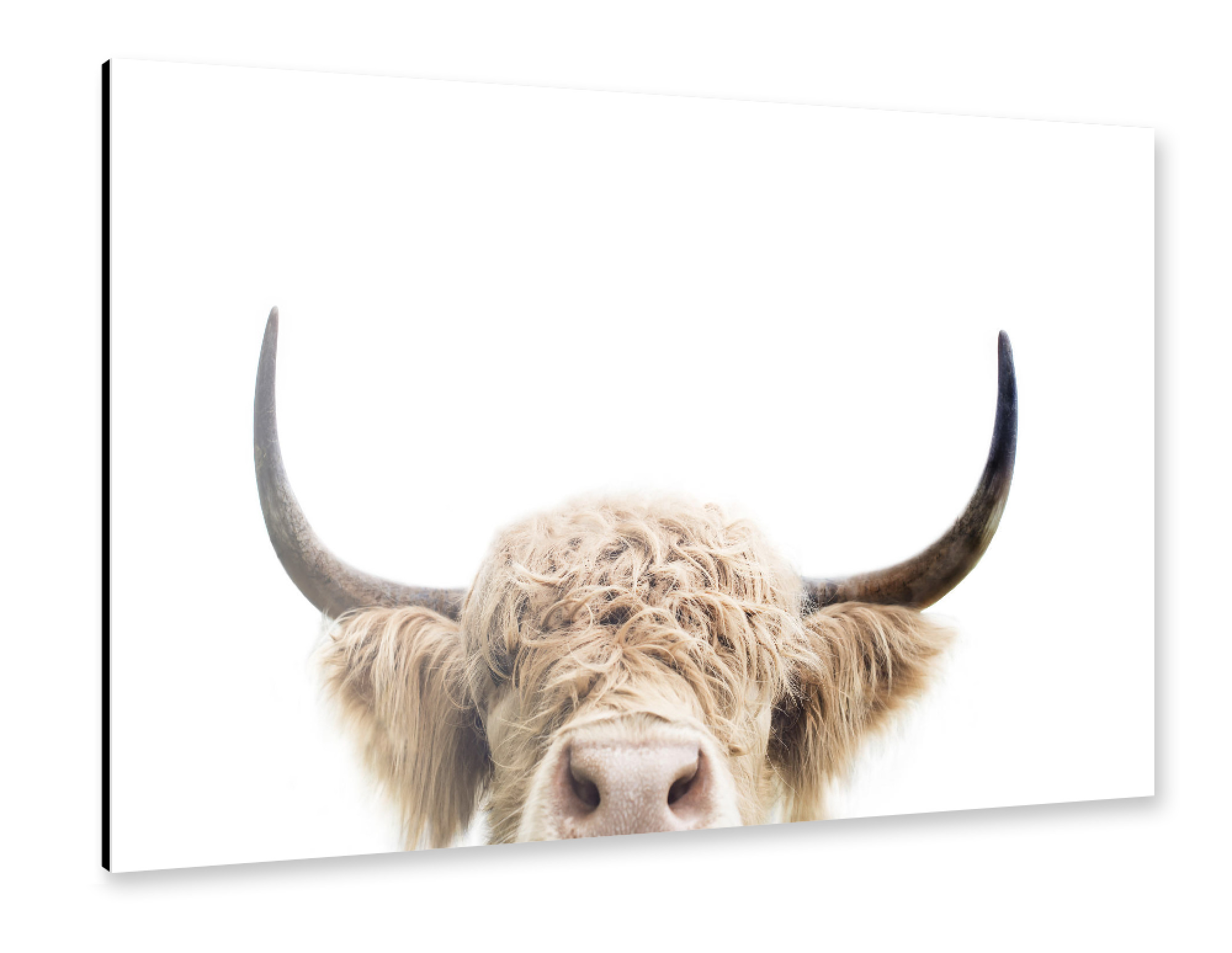 Alu-Dibond "Peeking Cow" 75x50 cm artboxONE