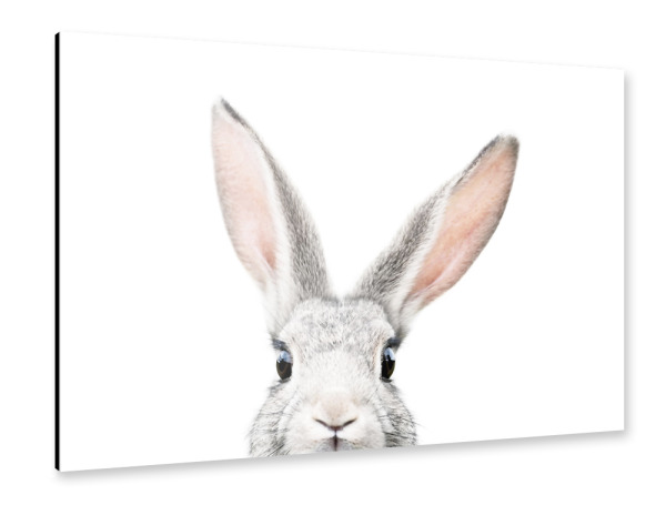 Alu-Dibond "Peeking Bunny" 30x20 cm artboxONE