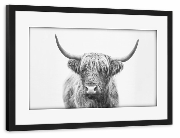 Poster mit Rahmen schwarz "Highland Bull" artboxONE - Tiere