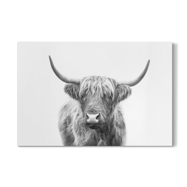 Galerie-Print "Highland Bull" 30x20 cm artboxONE