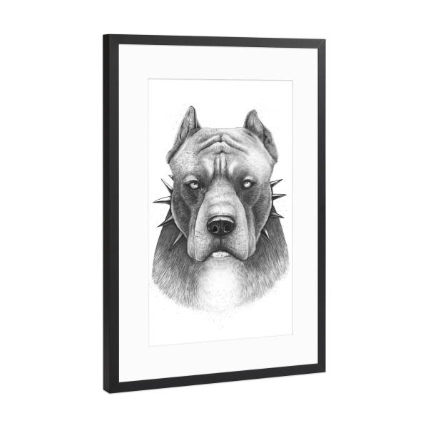 Poster mit Rahmen Schwarz (Metallic) "Pitbull" artboxONE - Natur,Tiere,Menschen,Schwarzweiß,Liebe,Sport / Motivation,Für Papa,Männer,Lustig