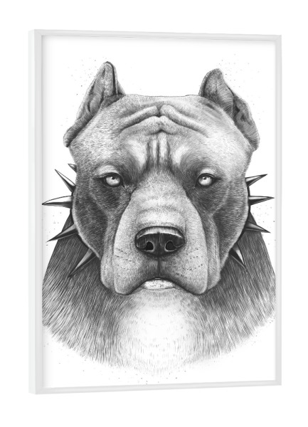 Poster mit weißem Rahmen "Pitbull" artboxONE - Natur,Tiere,Menschen,Schwarzweiß,Liebe,Sport / Motivation,Für Papa,Männer,Lustig