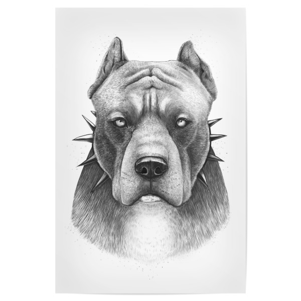 Poster 30x20 cm "Pitbull" artboxONE - Natur,Tiere,Menschen,Schwarzweiß,Liebe,Sport / Motivation,Für Papa,Männer,Lustig