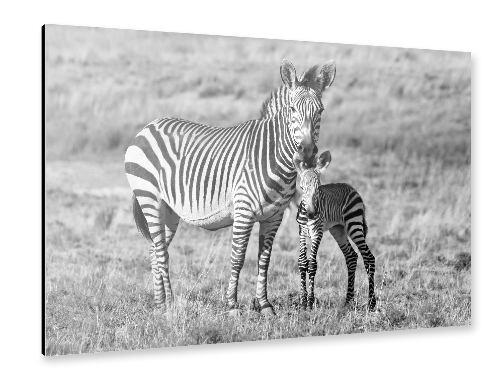 Alu-Dibond "Zebra Mutter mit Baby 6842" 75x50 cm artboxONE