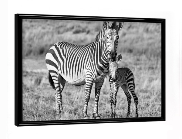 Poster mit schwarzem Rahmen "Zebra Mutter mit Baby 6842" artboxONE - Tiere,Schwarzweiß,Reise / Afrika