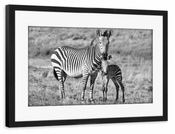 Poster mit Rahmen schwarz "Zebra Mutter mit Baby 6842" artboxONE - Tiere,Schwarzweiß,Reise / Afrika