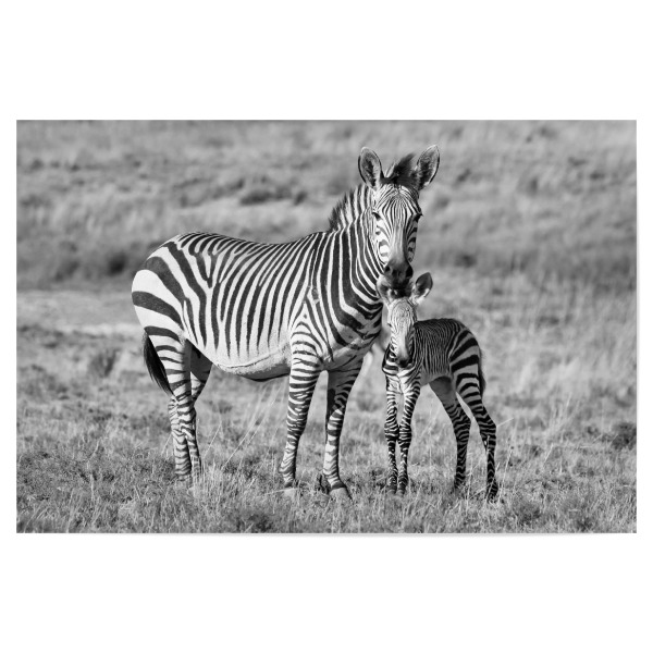 Poster 30x20 cm "Zebra Mutter mit Baby 6842" artboxONE - Tiere,Schwarzweiß,Reise / Afrika