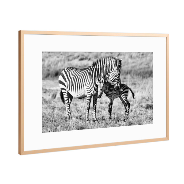 Poster mit Rahmen Kupfer "Zebra Mutter mit Baby 6845" artboxONE - Tiere,Schwarzweiß,Reise / Afrika