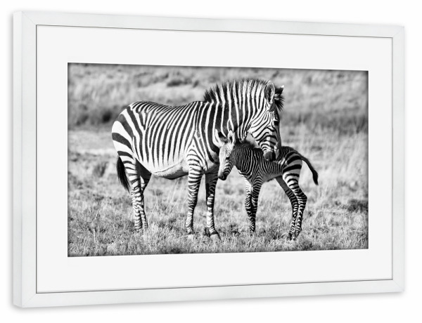 Poster mit Rahmen weiß "Zebra Mutter mit Baby 6845" artboxONE - Tiere,Schwarzweiß,Reise / Afrika