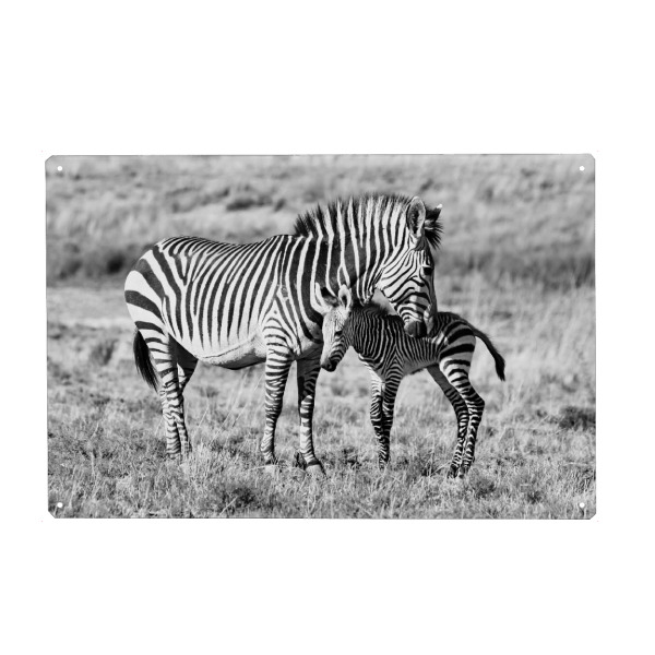 Metall Poster "Zebra Mutter mit Baby 6845" artboxONE - Tiere,Schwarzweiß,Reise / Afrika