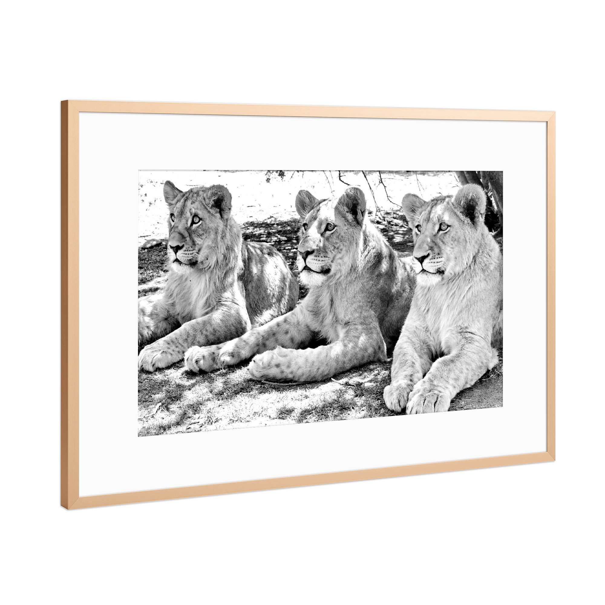 Poster mit Rahmen Kupfer "Löwen Trio sw" artboxONE - Natur,Tiere,Schwarzweiß,Reise / Afrika
