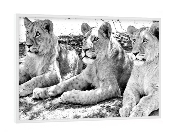 Poster mit weißem Rahmen "Löwen Trio sw" artboxONE - Natur,Tiere,Schwarzweiß,Reise / Afrika