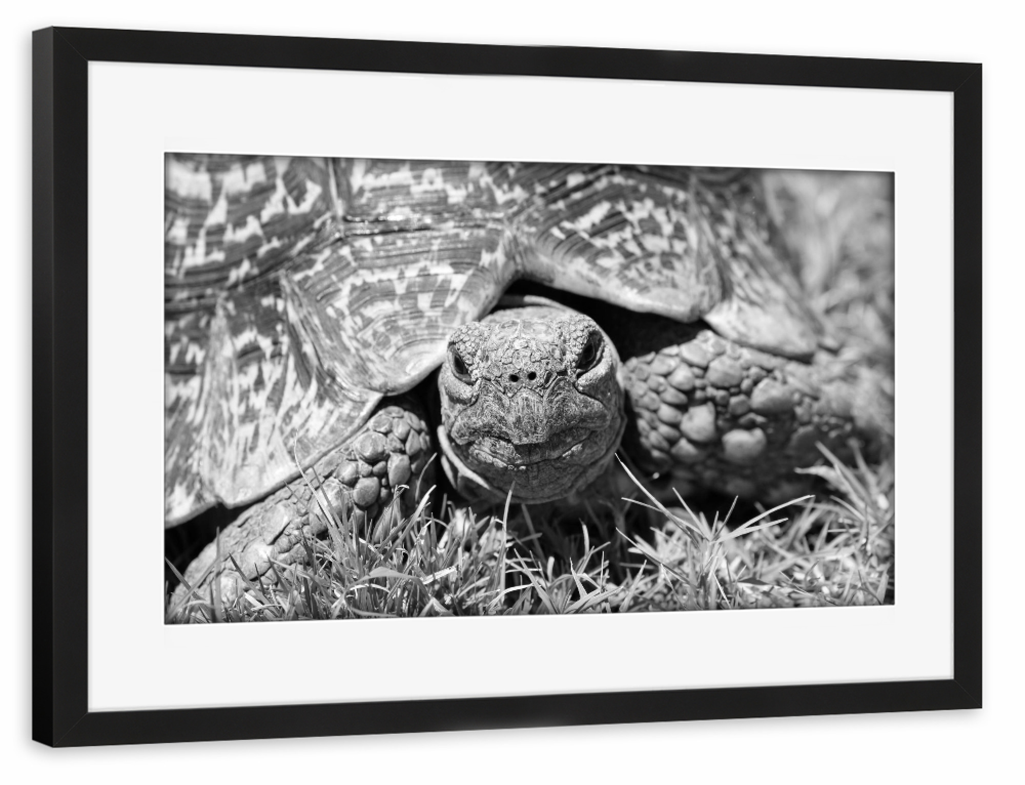 Poster mit Rahmen schwarz "Schildkröte sw 5447" artboxONE - Natur,Tiere,Schwarzweiß,Reise / Afrika
