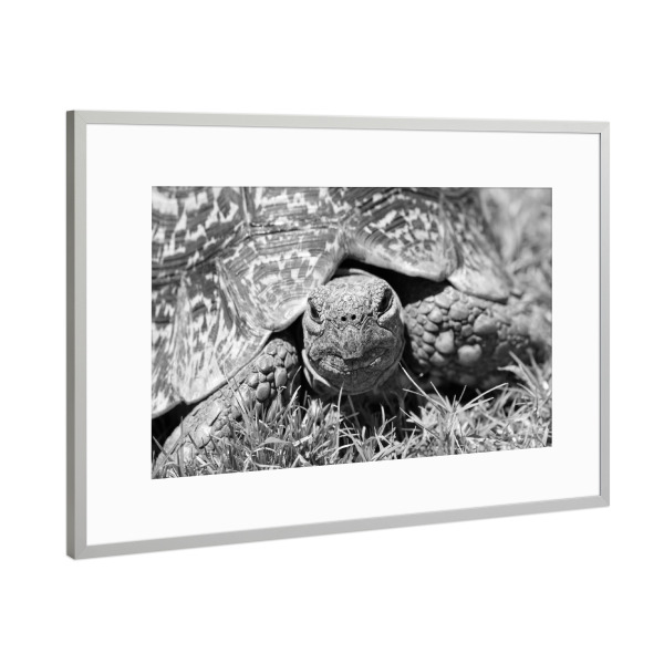 Poster mit Rahmen Silber "Schildkröte sw 5447" artboxONE - Natur,Tiere,Schwarzweiß,Reise / Afrika
