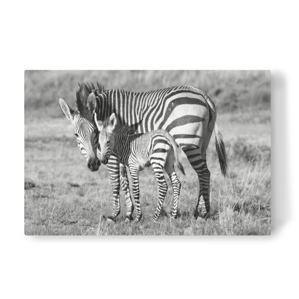 Leinwandbild "Zebra Mutter mit Baby 6850" artboxONE - Tiere,Schwarzweiß,Reise / Afrika