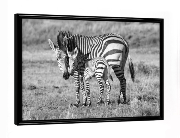 Poster mit schwarzem Rahmen "Zebra Mutter mit Baby 6850" artboxONE - Tiere,Schwarzweiß,Reise / Afrika