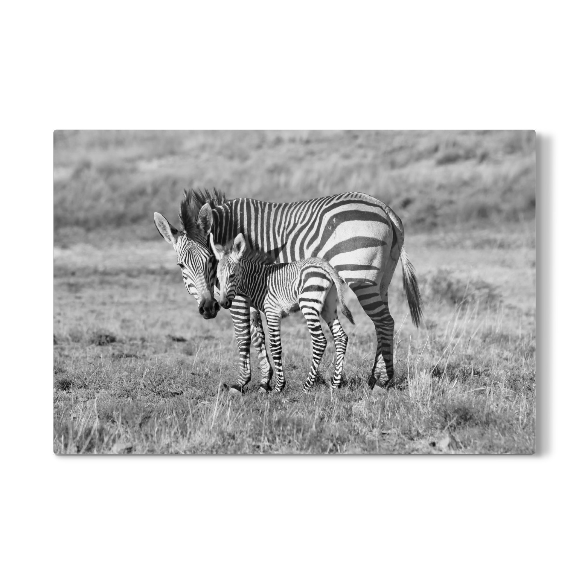 Galerie-Print "Zebra Mutter mit Baby 6850" 75x50 cm artboxONE