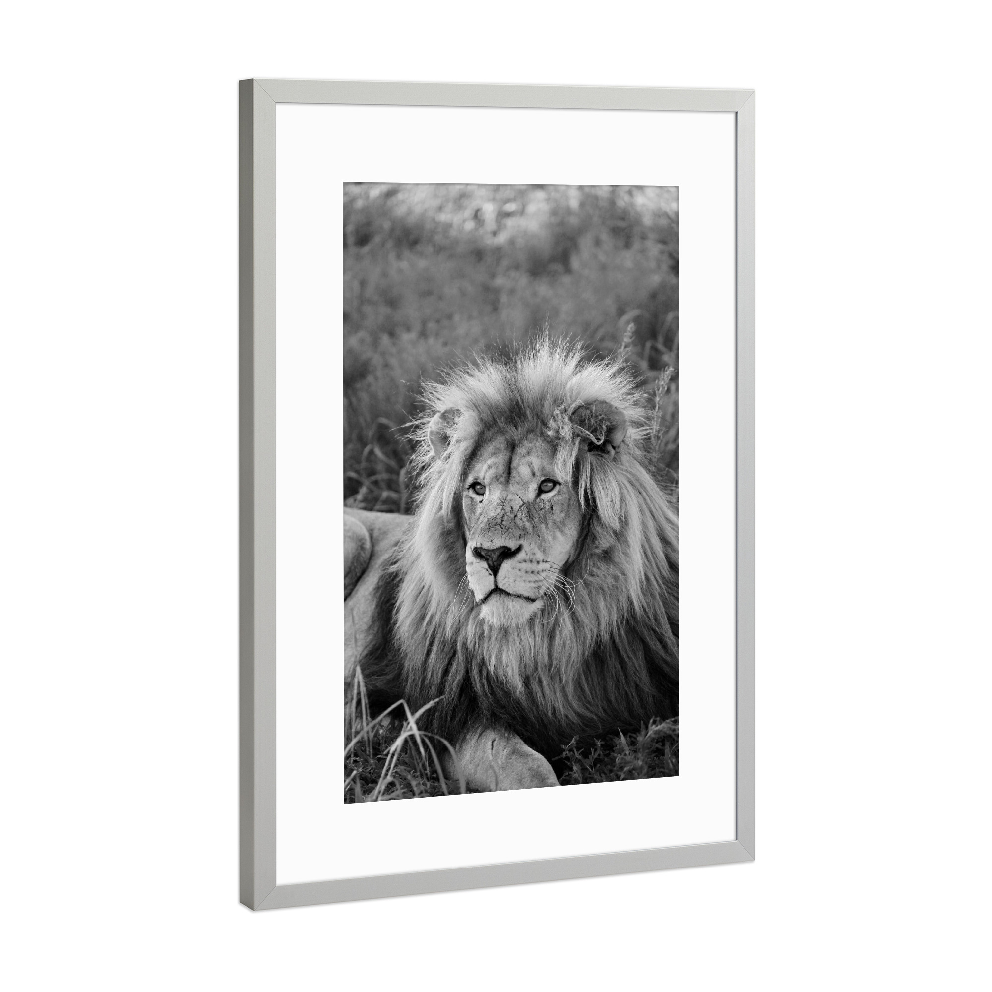 Poster mit Rahmen Silber "Löwen Männchen Portrait 8080" artboxONE - Tiere,Schwarzweiß,Reise / Afrika