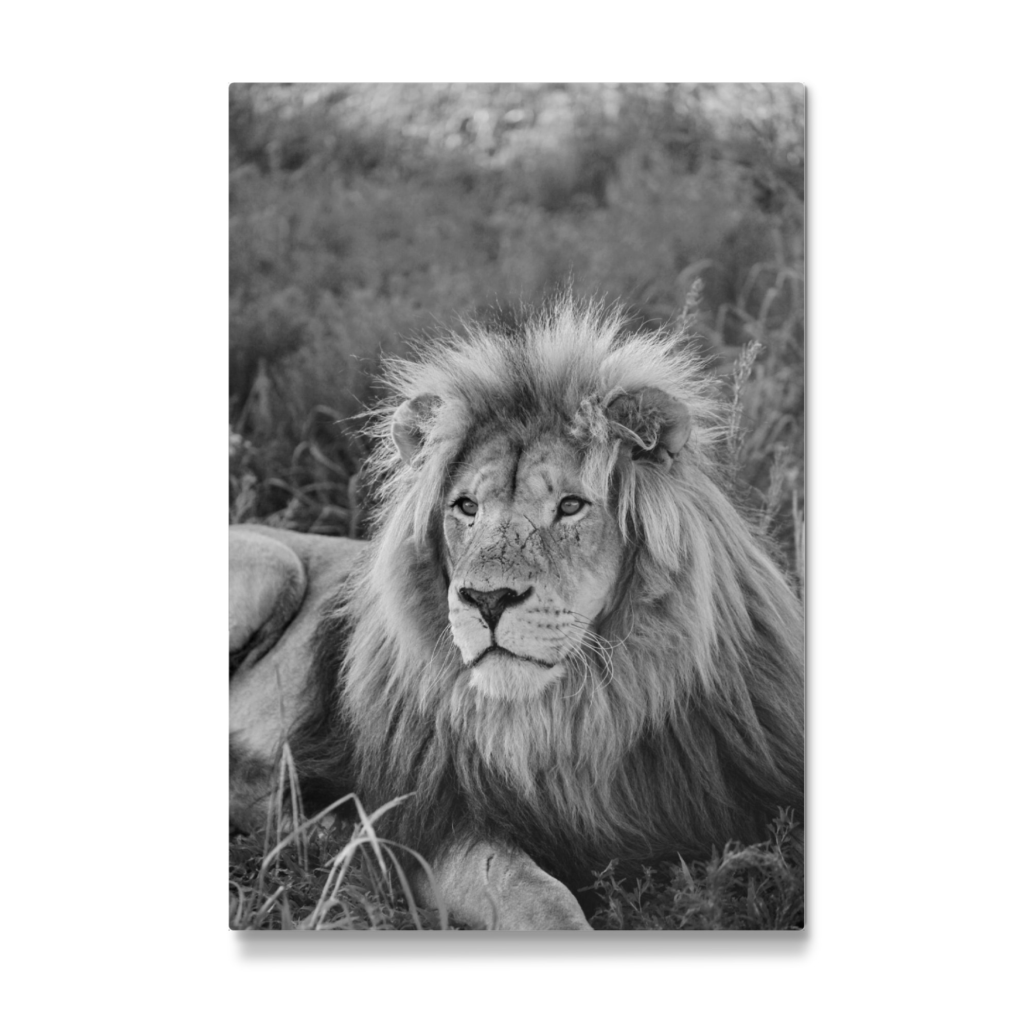 Galerie-Print "Löwen Männchen Portrait 8080" 75x50 cm artboxONE