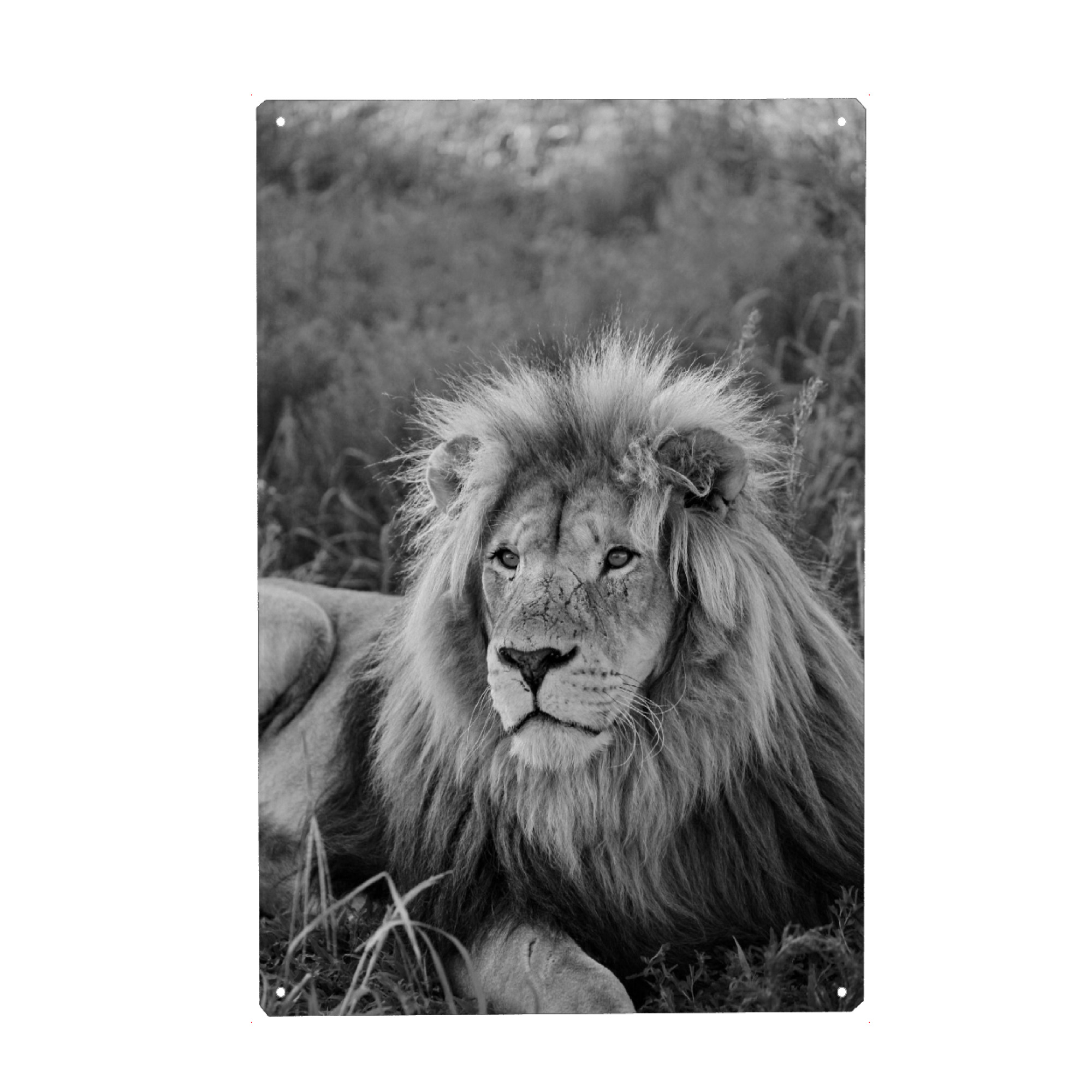 Holzbild "Löwen Männchen Portrait 8080" artboxONE - Tiere,Schwarzweiß,Reise / Afrika