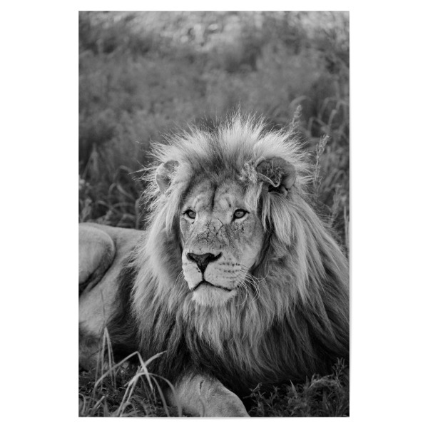 Poster 30x20 cm "Löwen Männchen Portrait 8080" artboxONE - Tiere,Schwarzweiß,Reise / Afrika