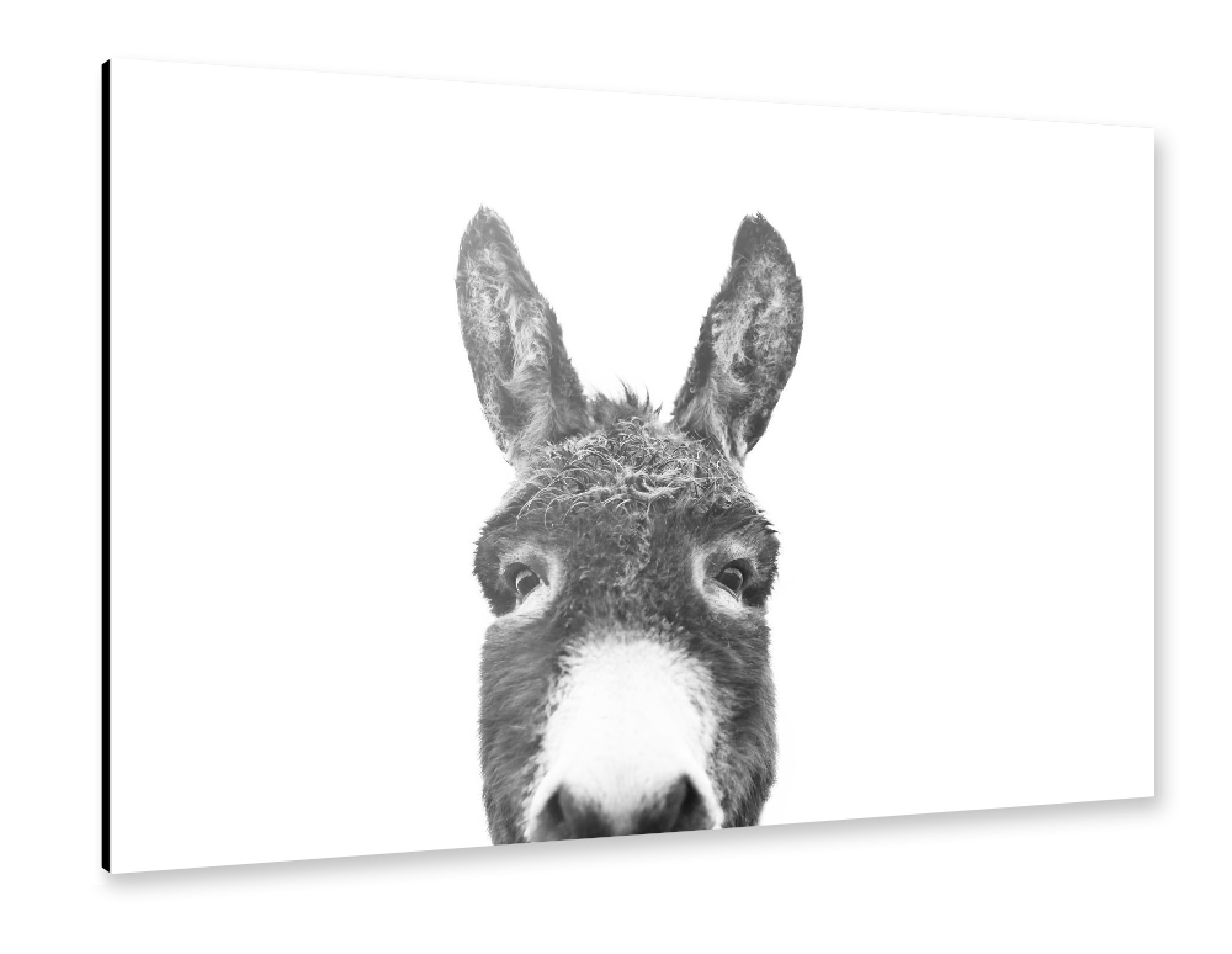 Alu-Dibond "Peeking Donkey" 75x50 cm artboxONE