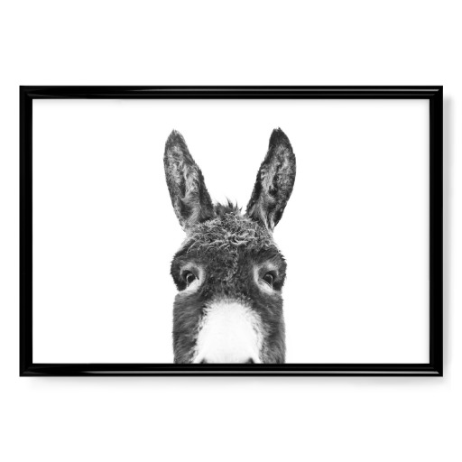 Peeking Donkey