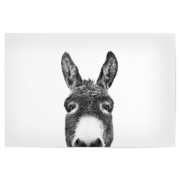 Poster "Peeking Donkey" artboxONE - Tiere,Schwarzweiß - Donkey,Animal portrait,Donkey art,Farm animal,Farm art,Black and white,Photography,Esel