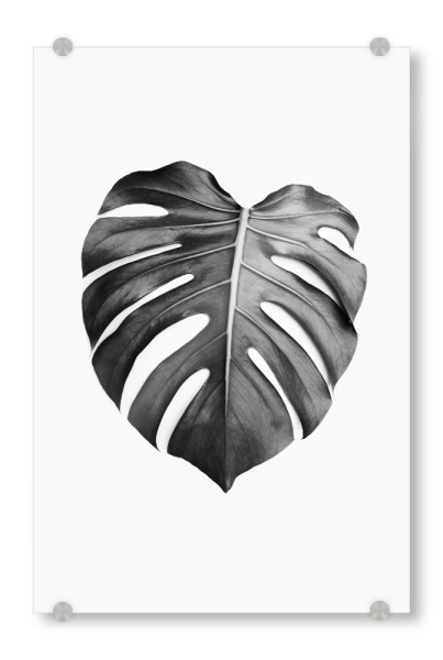Acrylglasbild "Monstera Leaf BW" artboxONE - Natur,Schwarzweiß - Monstera,Leaf,Tropical,Blatt,Blätter