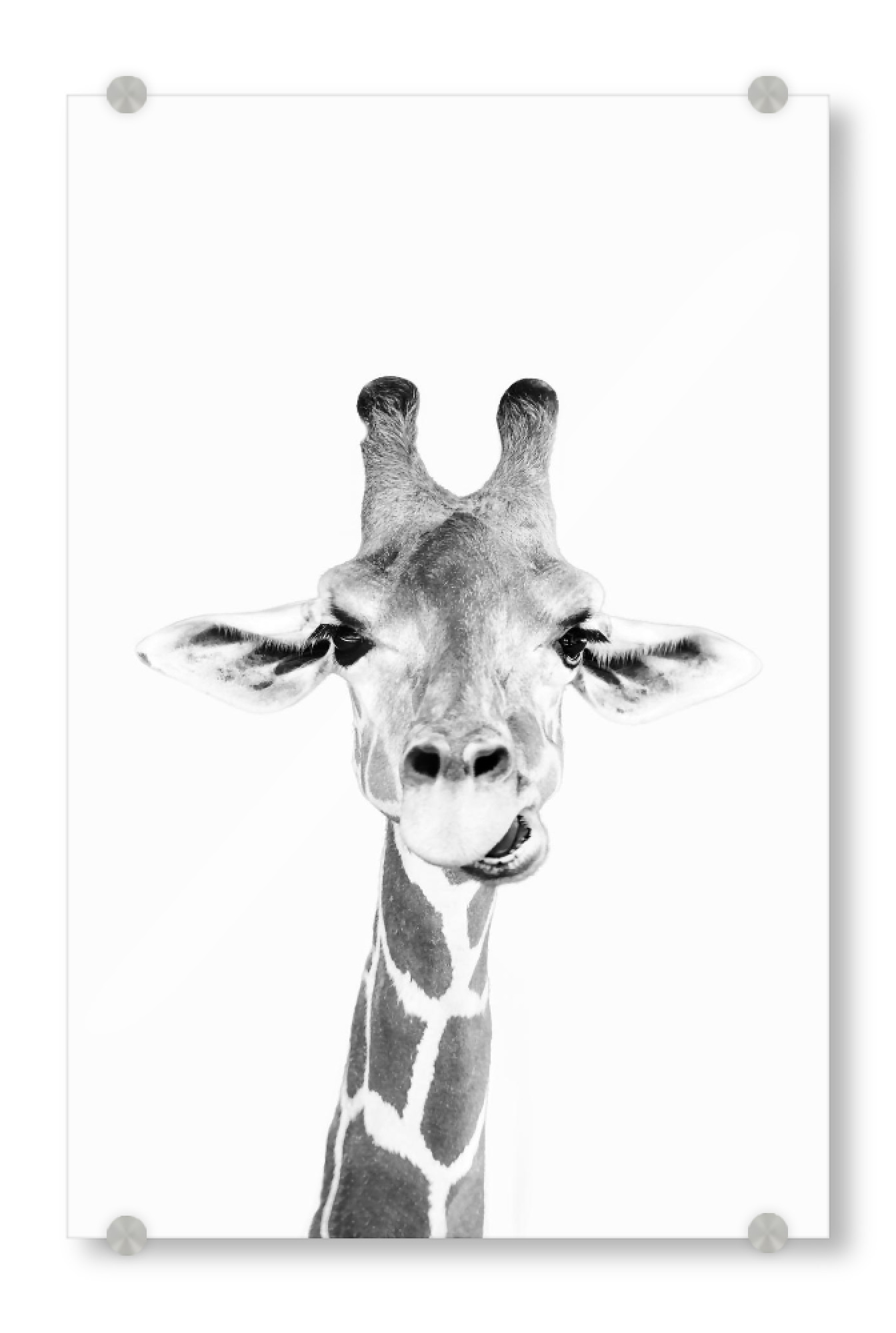 Acrylglasbild "Giraffes Portrait" artboxONE - Tiere,Schwarzweiß - Black and white,Giraffe,Tier,Schwarzweiß,Animal,Portrait