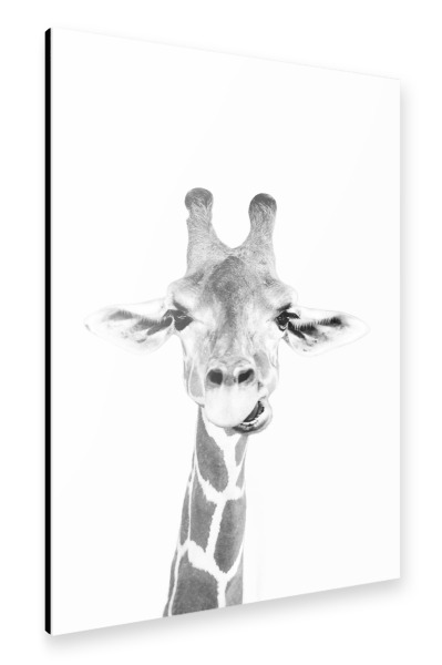 Alu-Dibond "Giraffes Portrait" 30x20 cm artboxONE