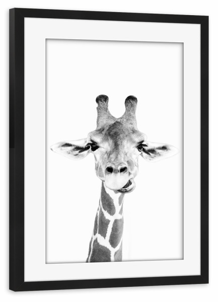 Poster mit Rahmen schwarz "Giraffes Portrait" artboxONE - Tiere,Schwarzweiß - Black and white,Giraffe,Tier,Schwarzweiß,Animal,Portrait
