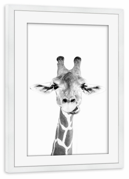 Poster mit Rahmen weiß "Giraffes Portrait" artboxONE - Tiere,Schwarzweiß - Black and white,Giraffe,Tier,Schwarzweiß,Animal,Portrait