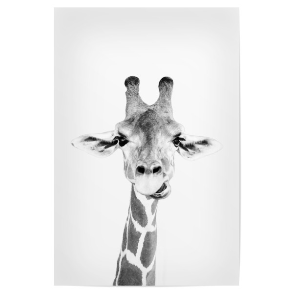 Poster 30x20 cm "Giraffes Portrait" artboxONE - Tiere,Schwarzweiß - Black and white,Giraffe,Tier,Schwarzweiß,Animal,Portrait