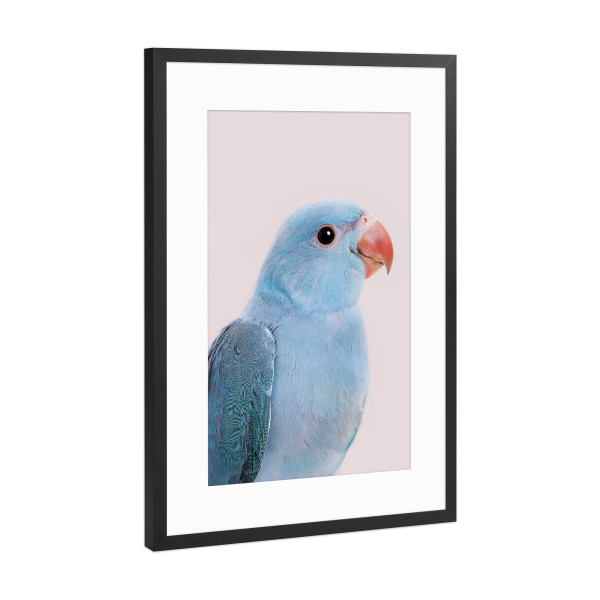 Poster mit Rahmen Schwarz (Metallic) "Blue Bird" artboxONE - Tiere