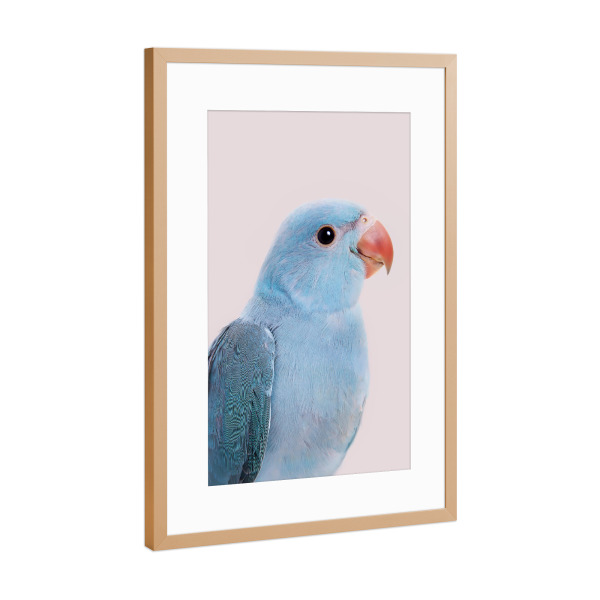 Poster mit Rahmen Kupfer "Blue Bird" artboxONE - Tiere - Blue and beige,Parakeet,Animal,Tropical bird,Exotic bird,Animal portrait,Bird,Vogel