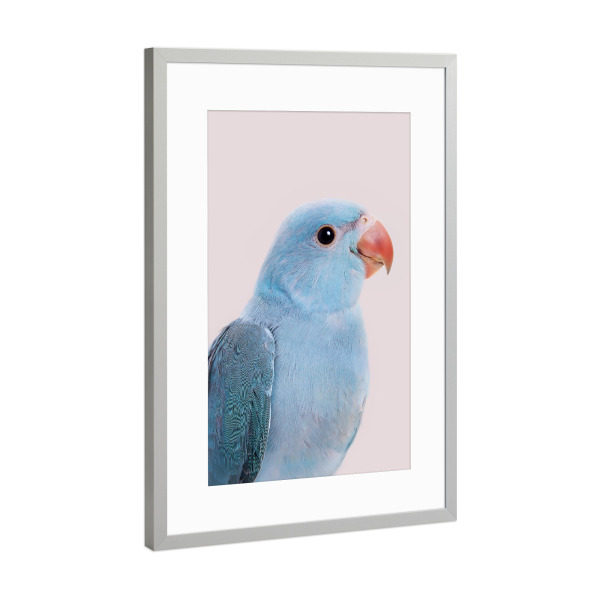 Poster mit Rahmen Silber "Blue Bird" artboxONE - Tiere - Blue and beige,Parakeet,Animal,Tropical bird,Exotic bird,Animal portrait,Bird,Vogel