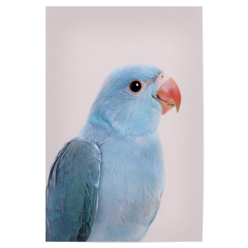 Blue Bird