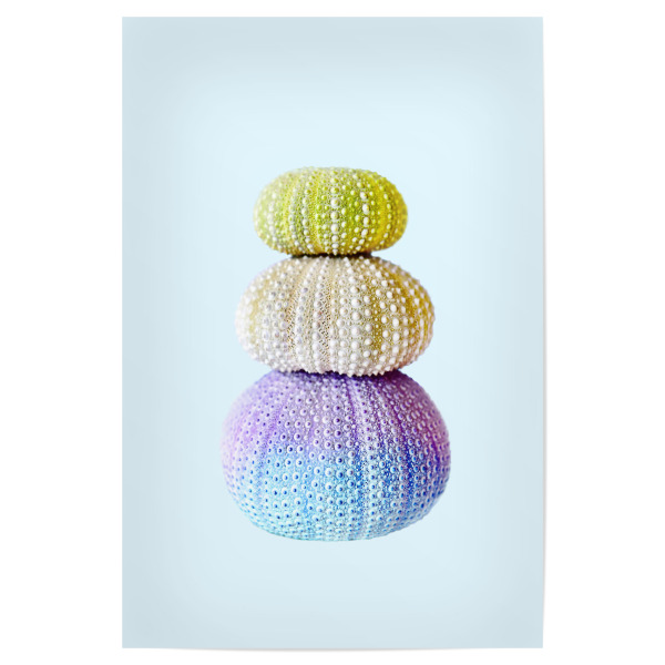 Poster "Sea Urchin" artboxONE - Natur,Tiere - Sea,Sea urchin,Blue,Grey,Purple,Beach,Sea animal,Sea creature,Minimalist,Seeigel