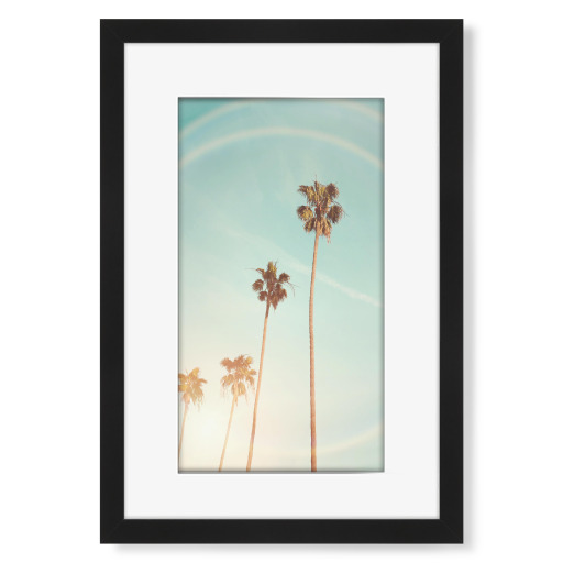 Sunny Palm Trees