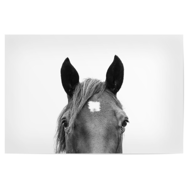 Poster 30x20 cm "Peeking Horse" artboxONE - Tiere,Schwarzweiß - Horse,Animal,Peeking