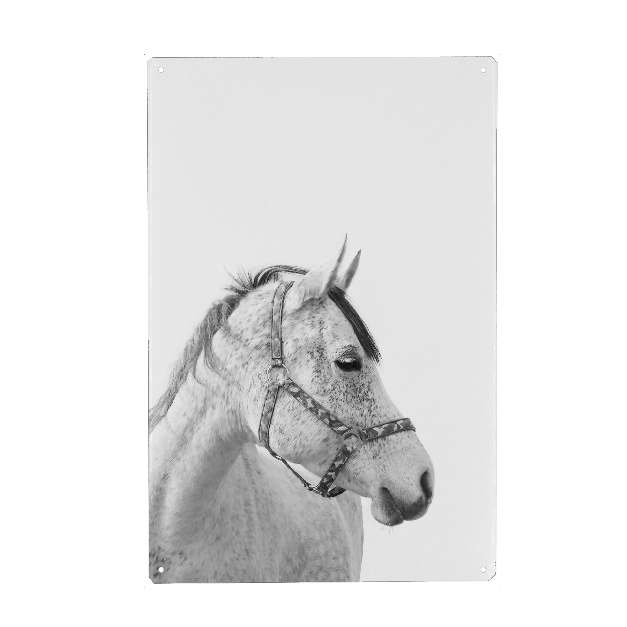 Holzbild "Horse 3" artboxONE - Tiere,Schwarzweiß - Horse,Horse riding,Girly,Boho,Modern,White horse,Animal,Farm,Horse portrait,Horse head,Pferd