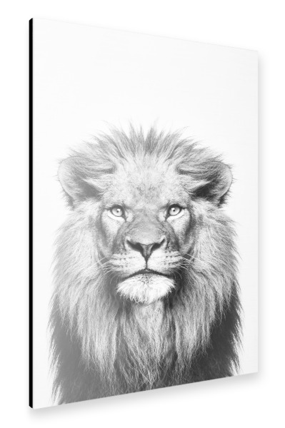 Alu-Dibond "Portrait of a lion" 30x20 cm artboxONE