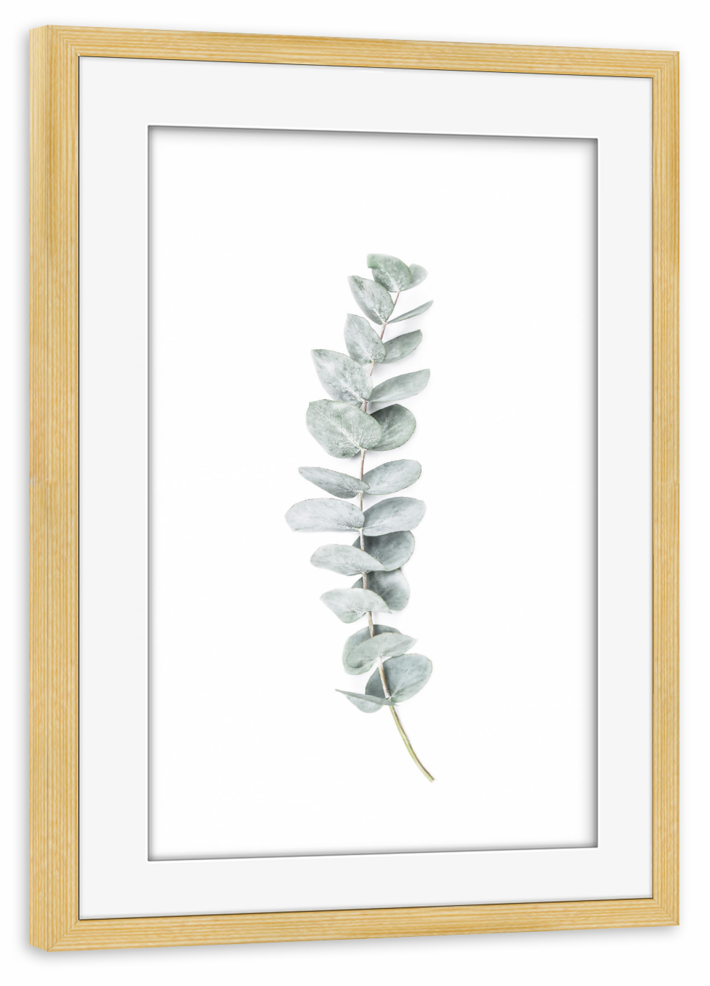 Poster mit Rahmen kiefer "Eucalyptus II" artboxONE - Natur - Eucalyptus,Branch,Botanical,Simple,Chic,Modern