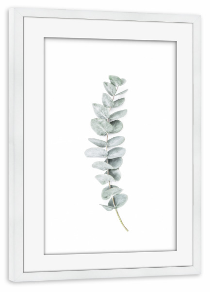 Poster mit Rahmen weiß "Eucalyptus II" artboxONE - Natur - Eucalyptus,Branch,Botanical,Simple,Chic,Modern
