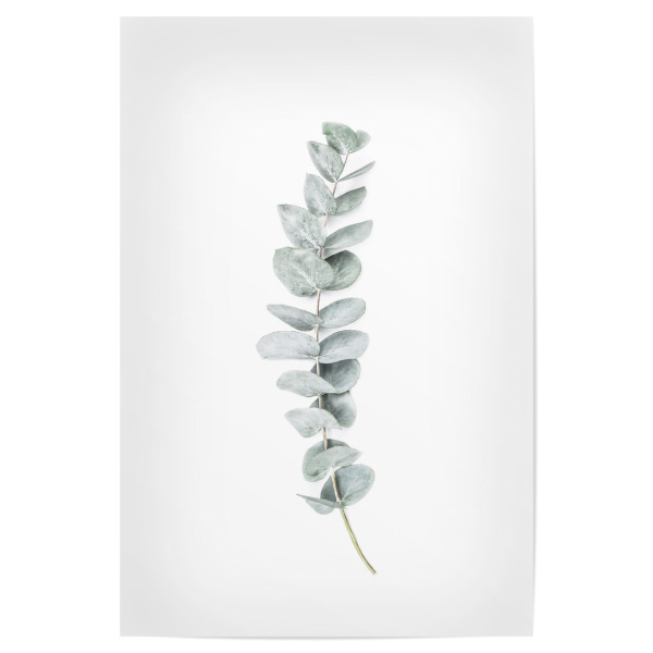 Poster 30x20 cm "Eucalyptus II" artboxONE - Natur - Eucalyptus,Branch,Botanical,Simple,Chic,Modern