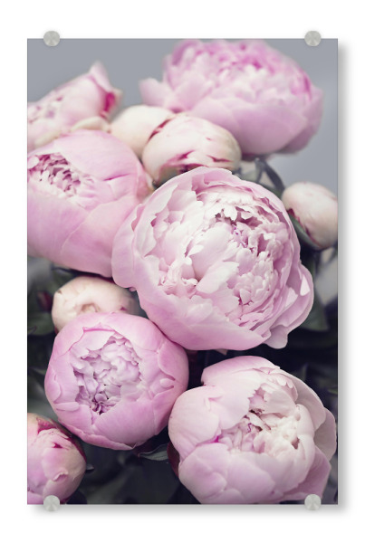 Acrylglasbild "Peonies" artboxONE - Floral - Flowers,Peonies,Pink,Blume,Blumen,Pfingstrose,Pfingstrosen